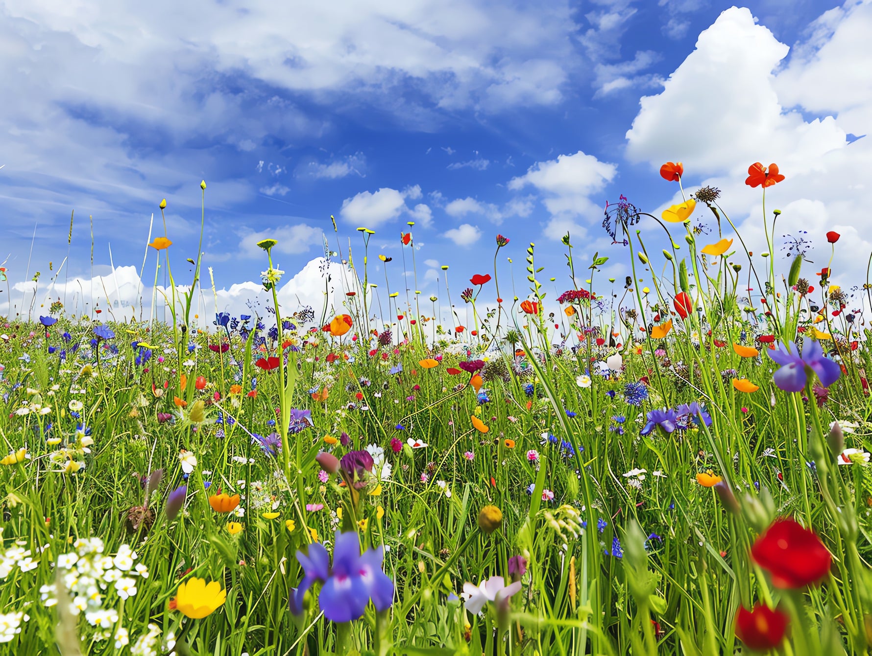 How to Keep Your Summer Meadow Thriving