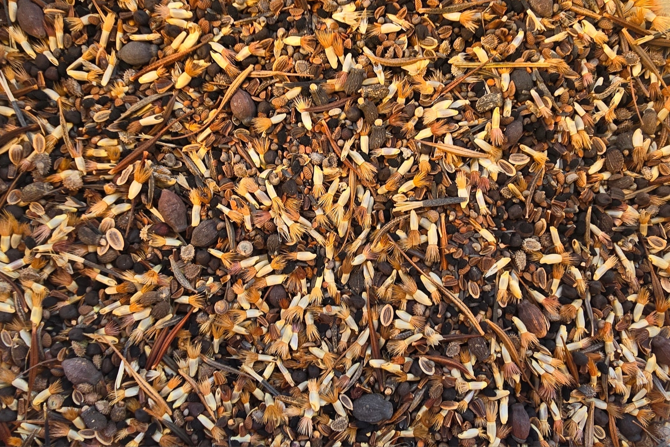 How To Grow Wildflower Seed Mixes