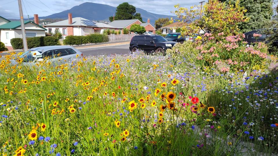 How to Transform Your Lawn into a Flower Meadow