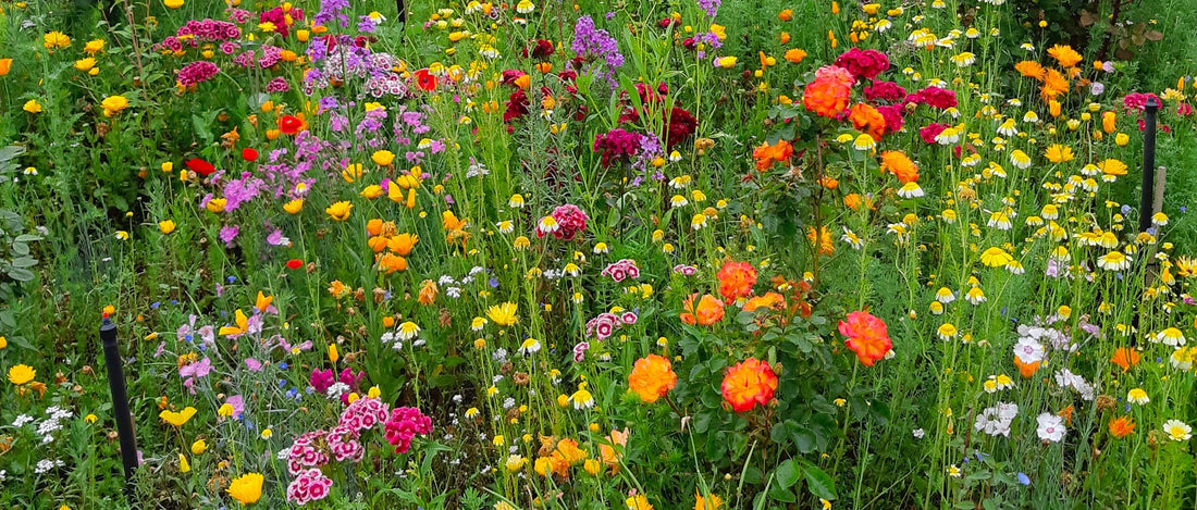 Meadow Flowers Customers Embrace Cost Savings of Wildflower Nature Strips & Verges