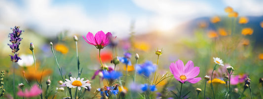 Share your Wildflower Images With Us