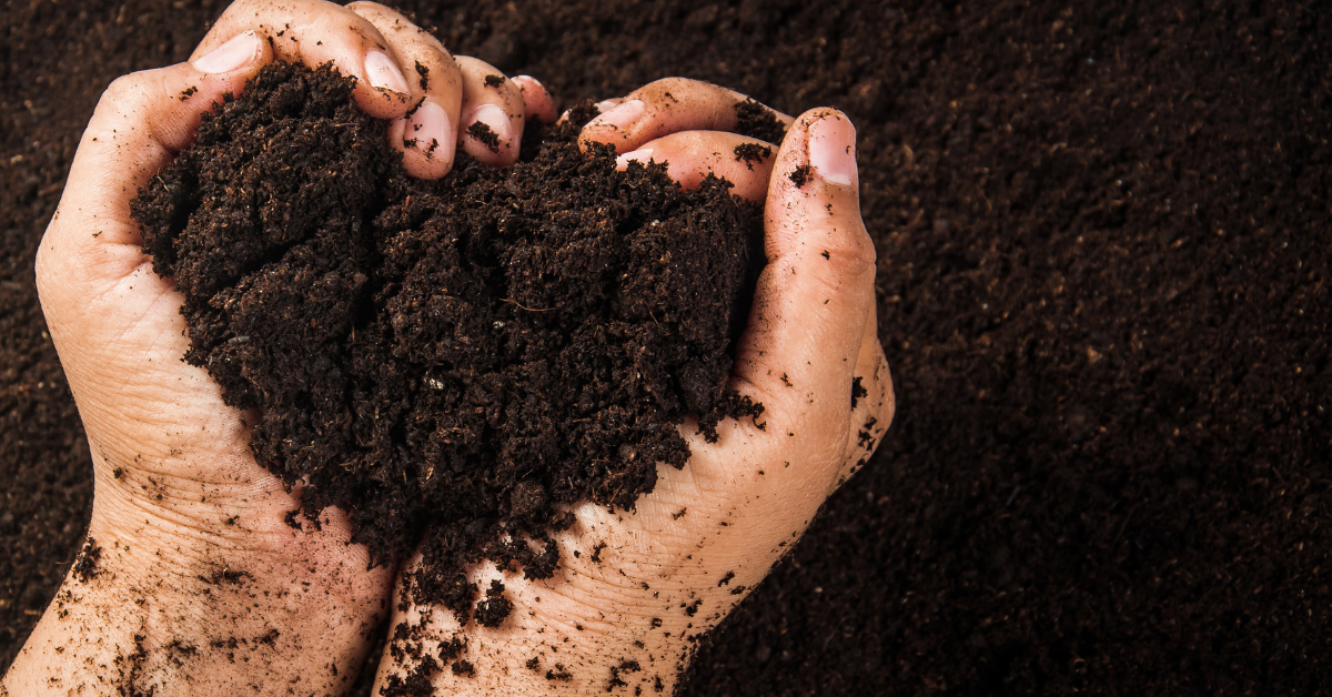 The Secret to a Blossoming Garden: Healthy Soil and Wildflowers