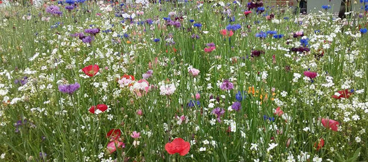 Wildflower Meadow - City Council of Greater Dandenong, Victoria