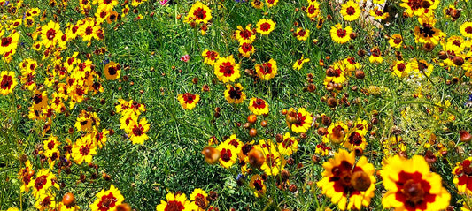 Wildflowers at The City of Onkaparinga, South Australia