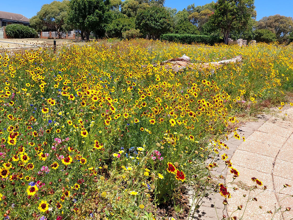 Wildflower Meadows at The City of Onkaparinga, South Australia
