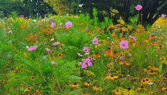 Costa explores the colourful flowers in the Royal Botanic Garden Sydney’s wildflower meadow