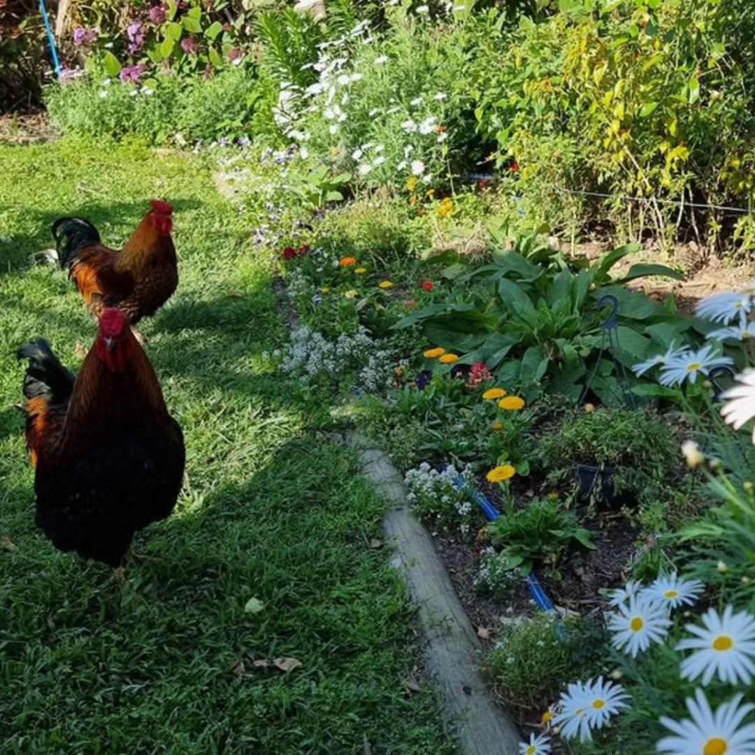 chickens roaming around the meadow in the backyard