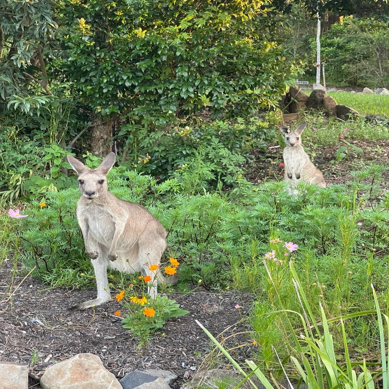 two wallabies in a meadow