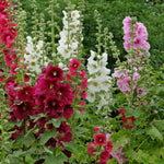 Hollyhock Chater's Formula Mix Flower Seeds