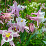 pink aquilegia in a graden