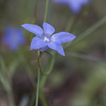 Australian Bluebell Flower Seeds