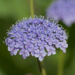 Close-up image of a lavender-blue lace flower with umbrella-shaped clusters.
