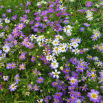 Swan River Daisy Mixed Colours Flower Seeds