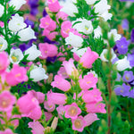 Colourful flower field with white, pink, and purple flowers.