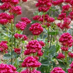 Group of red flowers with green leaves against a natural background