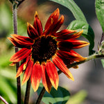 Close-up of a red sunflower with green leaves on a blurred natural background