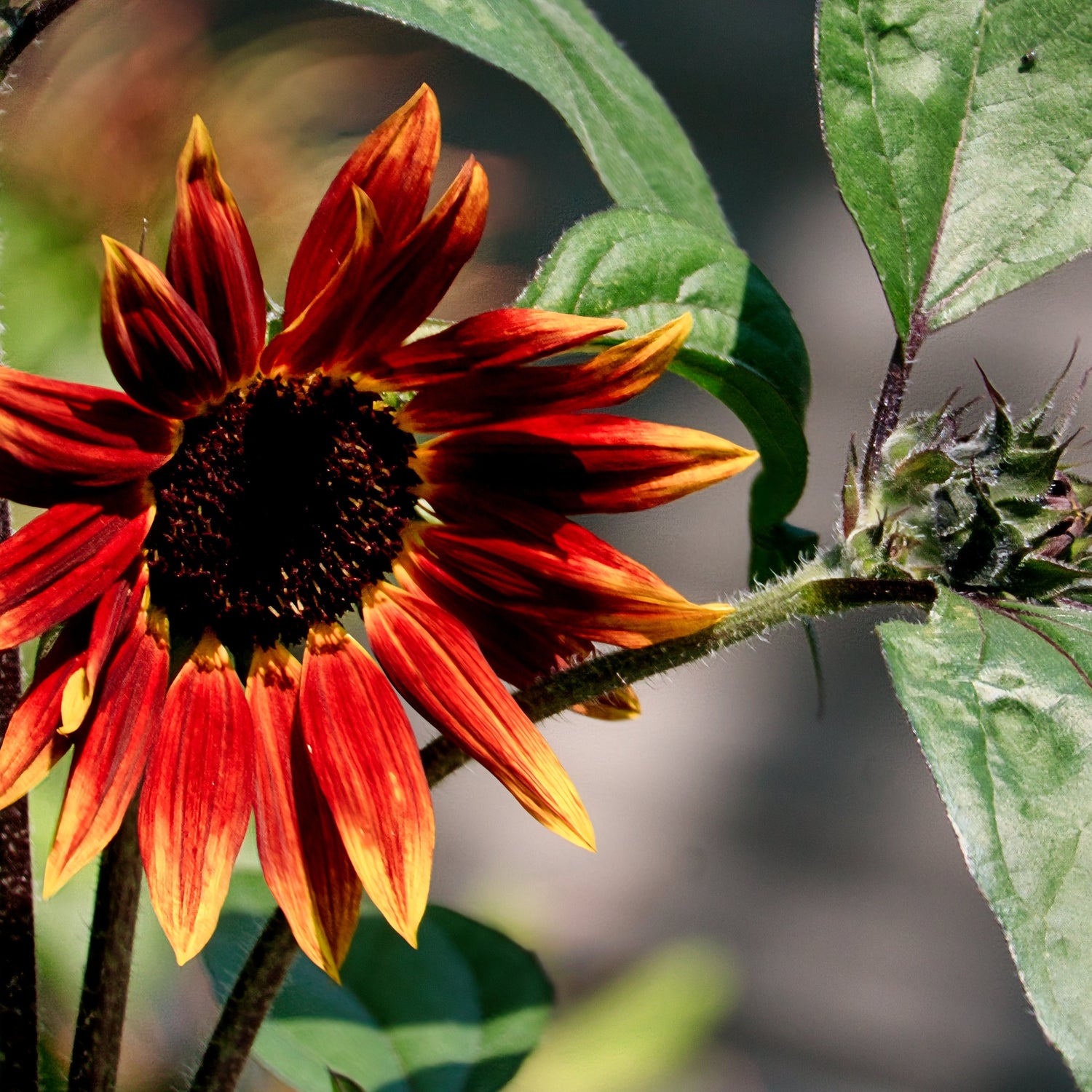 Close-up of a red sunflower with green leaves on a blurred natural background