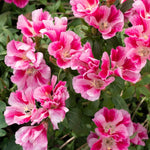 Godetia Dwarf Azaleaflora Mix Flower Seeds