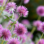 Pink Billy Buttons Wildflower Seeds