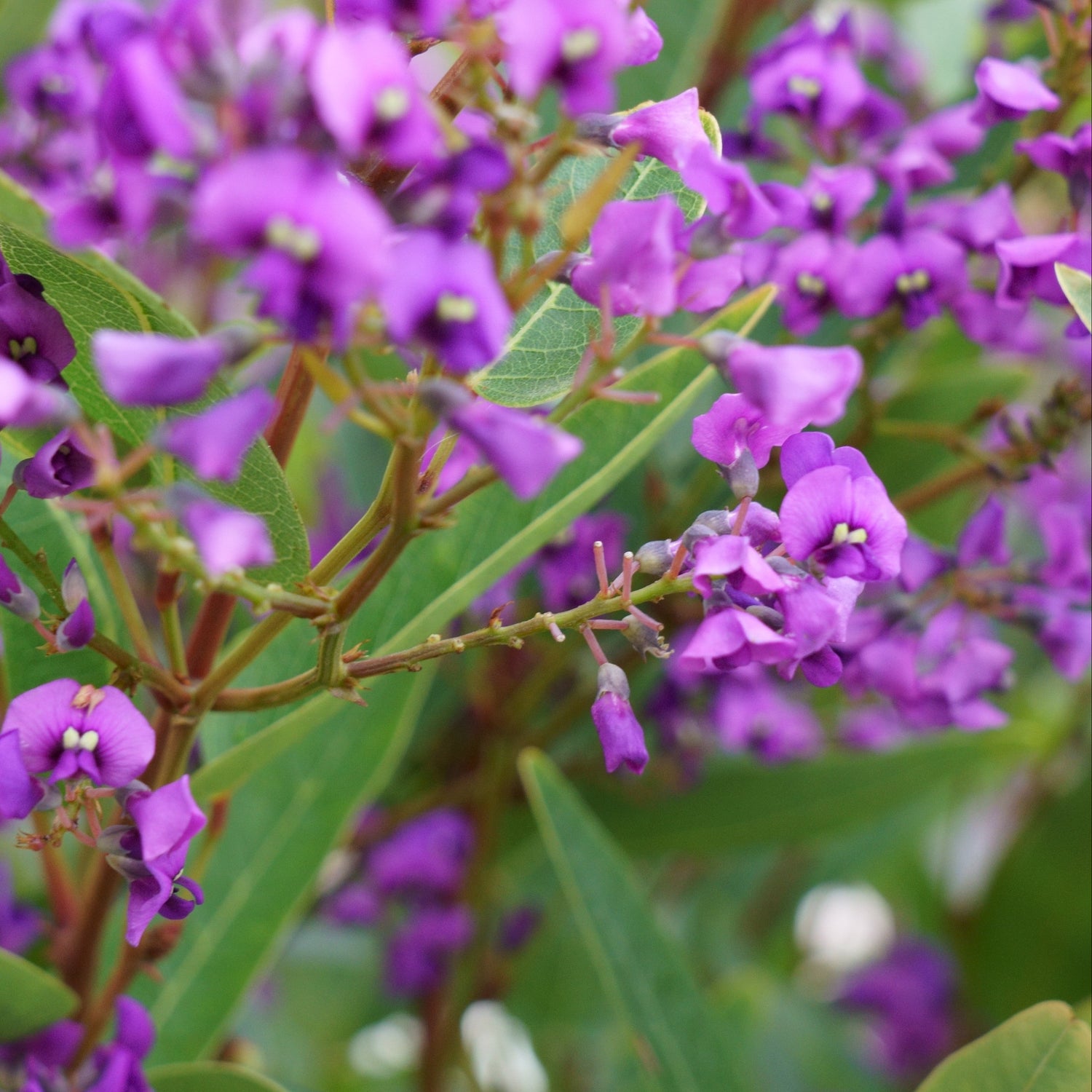 Close-up of purple flowers with green leaves