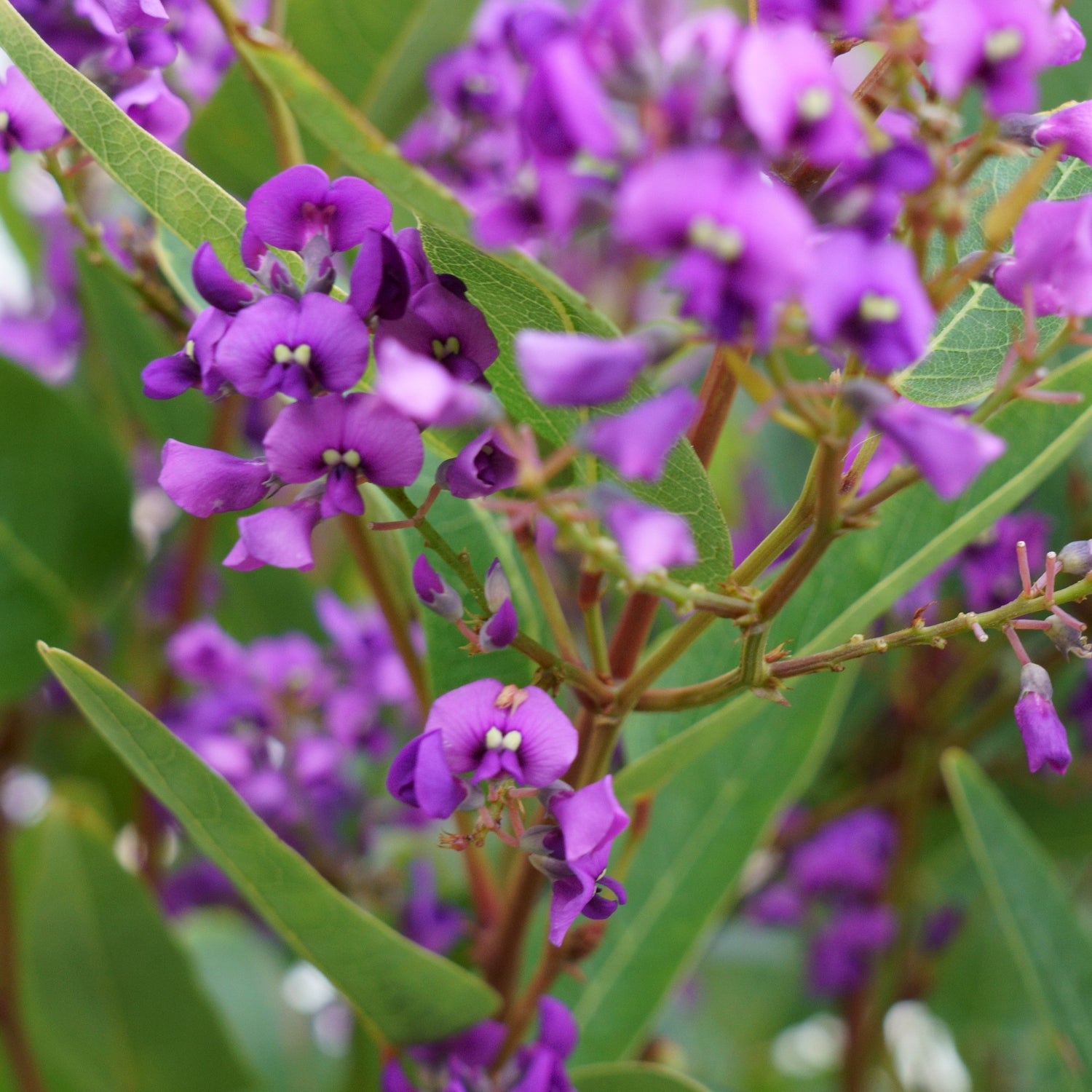 cluster of beautiful purple flower against lush green leaves