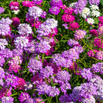 Candytuft Fairy Mix Flower Seeds