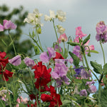 Mixed coloured sweet pea flower