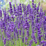 TRUE ENGLISH LAVENDER IS SOFT FOCUS