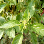 Lush Lemon Basil Herb Seeds