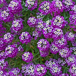 Alyssum Royal Carpet Mix Flower Seeds