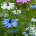 Nigella Love-in-a-Mist Miss Jekyll Mix Flower Seeds