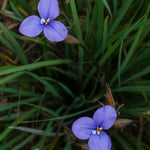 Two purple flowers with yellow centers on a green grass background