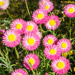 A group of pink everlasting flowers with yellow centers growing in a garden.
