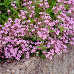 Pink flowering Rock soapwort plant growing along a concrete edge