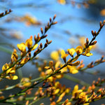 Native Broom Viminaria juncea Flower Seeds