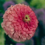 Dahlia-flowered zinnia in a salmon-apricot shade