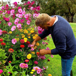 A man is harvesting some flowers from a colourful flower bed.