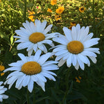 Three white daisies with yellow centers in a field of greenery