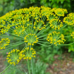 Organic Dill Herb Seeds