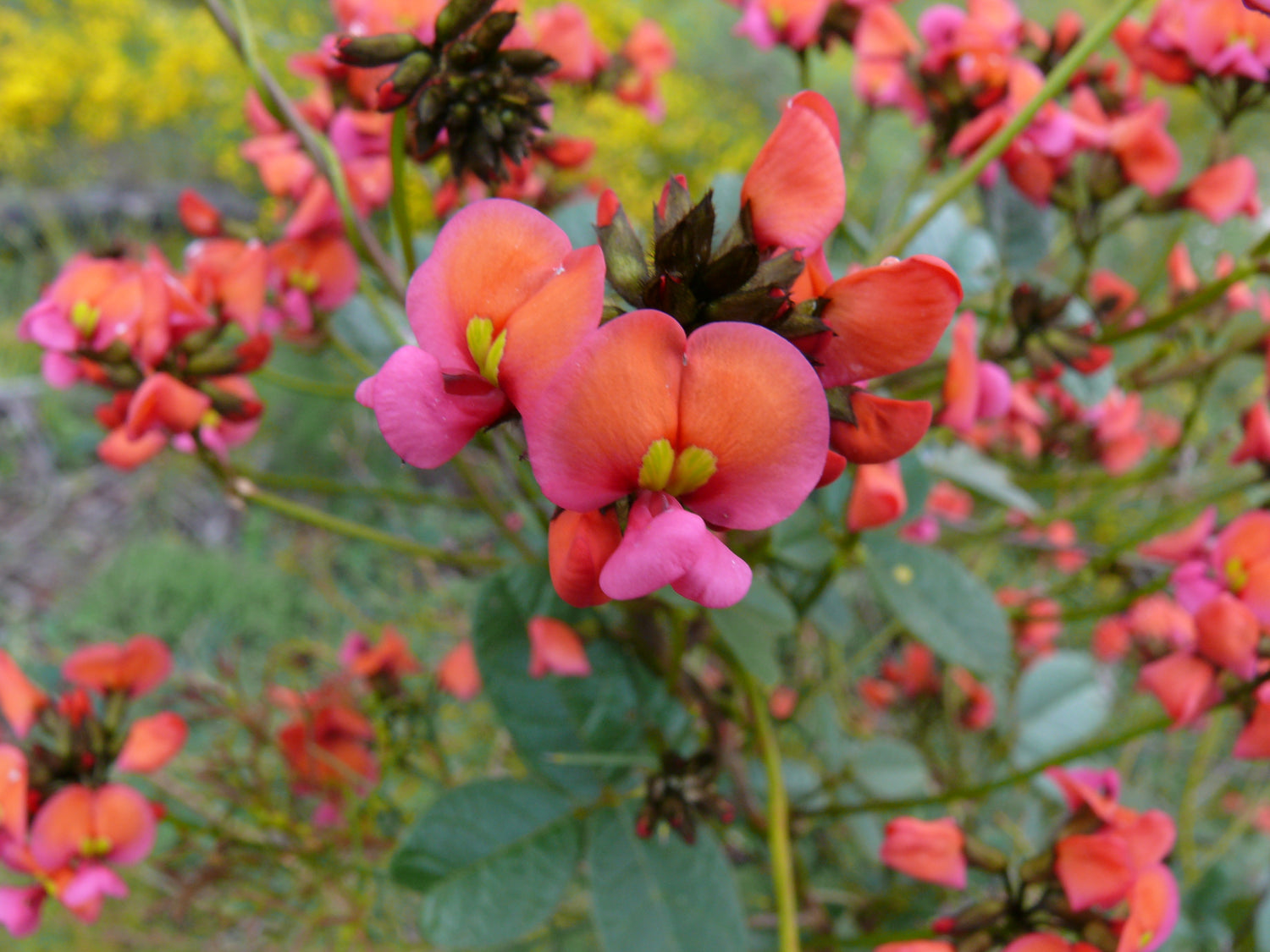 Coral Pea Creeper Seeds