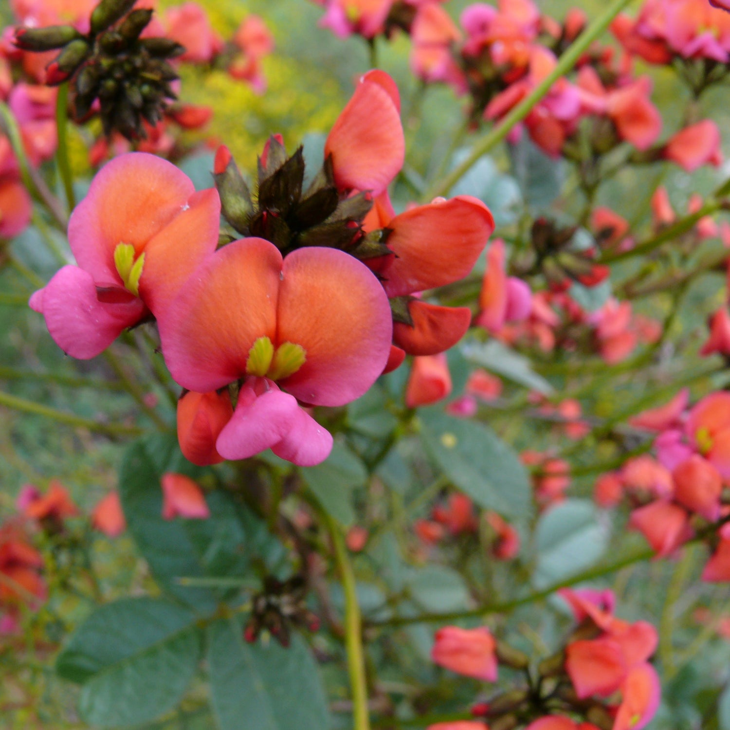 close up of peach coloured flower