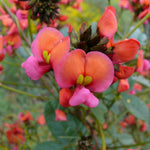 Close-up image of vibrant pink and red coral pea flowers with a blurred background.