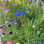 Field of colourful wildflowers including blue, purple, and pink flowers.