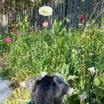 Beginner’s Mini Wildflower Meadow Kit