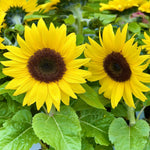 Group of bright yellow sunflowers with green leaves in a garden setting