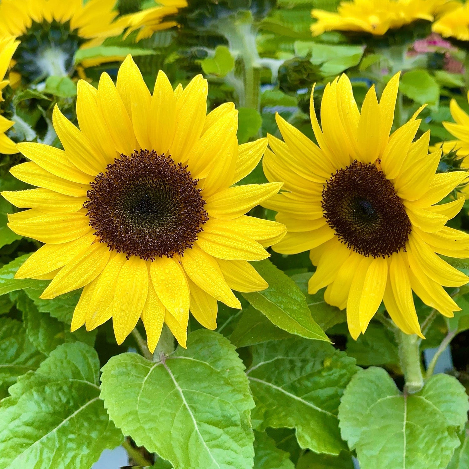 Group of bright yellow sunflowers with green leaves in a garden setting