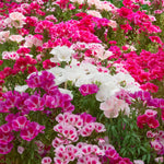 A mix of pink, white, and purple flowers with green leaves.