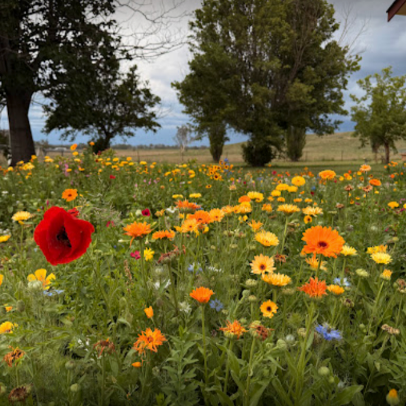 A field of colourful flowers including red, orange, and yellow varieties, growing outdoors with trees in the background.