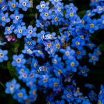 Close-up of blue flowers with yellow centers on a dark background
