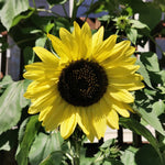 Yellow sunflower with green leaves in a garden setting